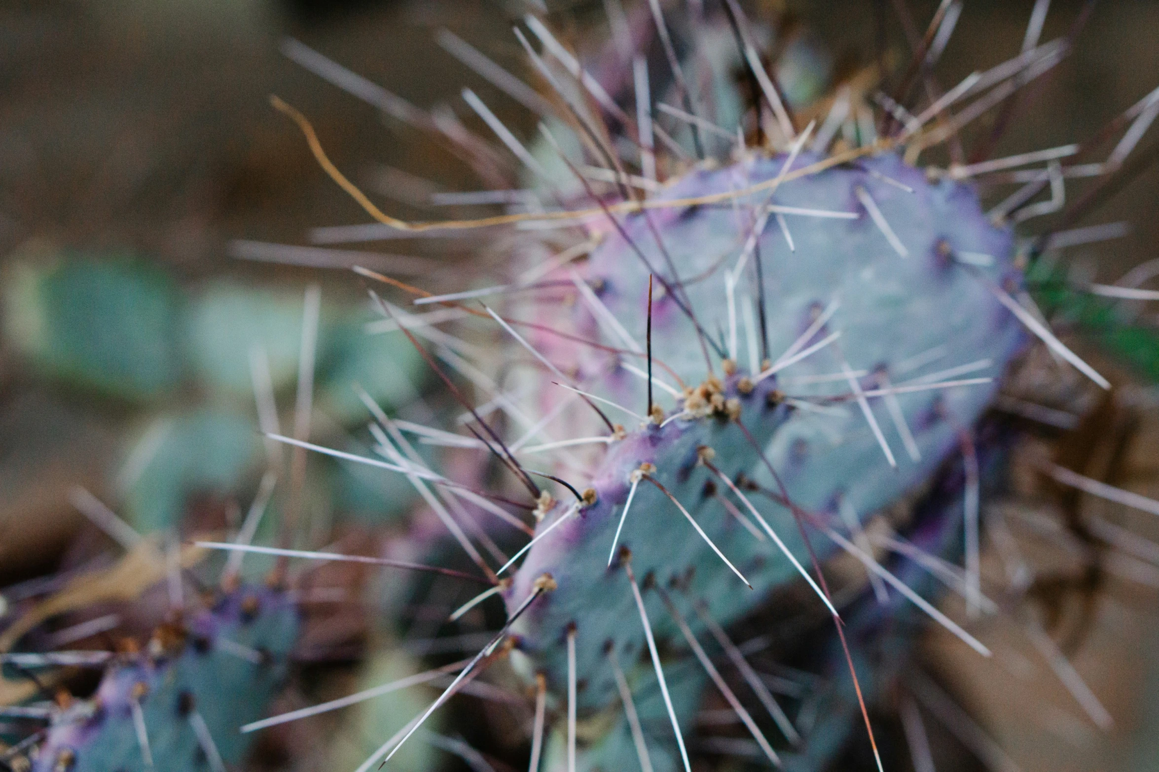 a closeup of a cactus with small spikes
