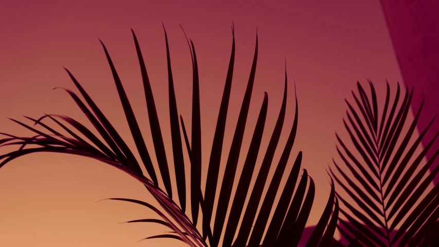 there is a purple image of a palm tree