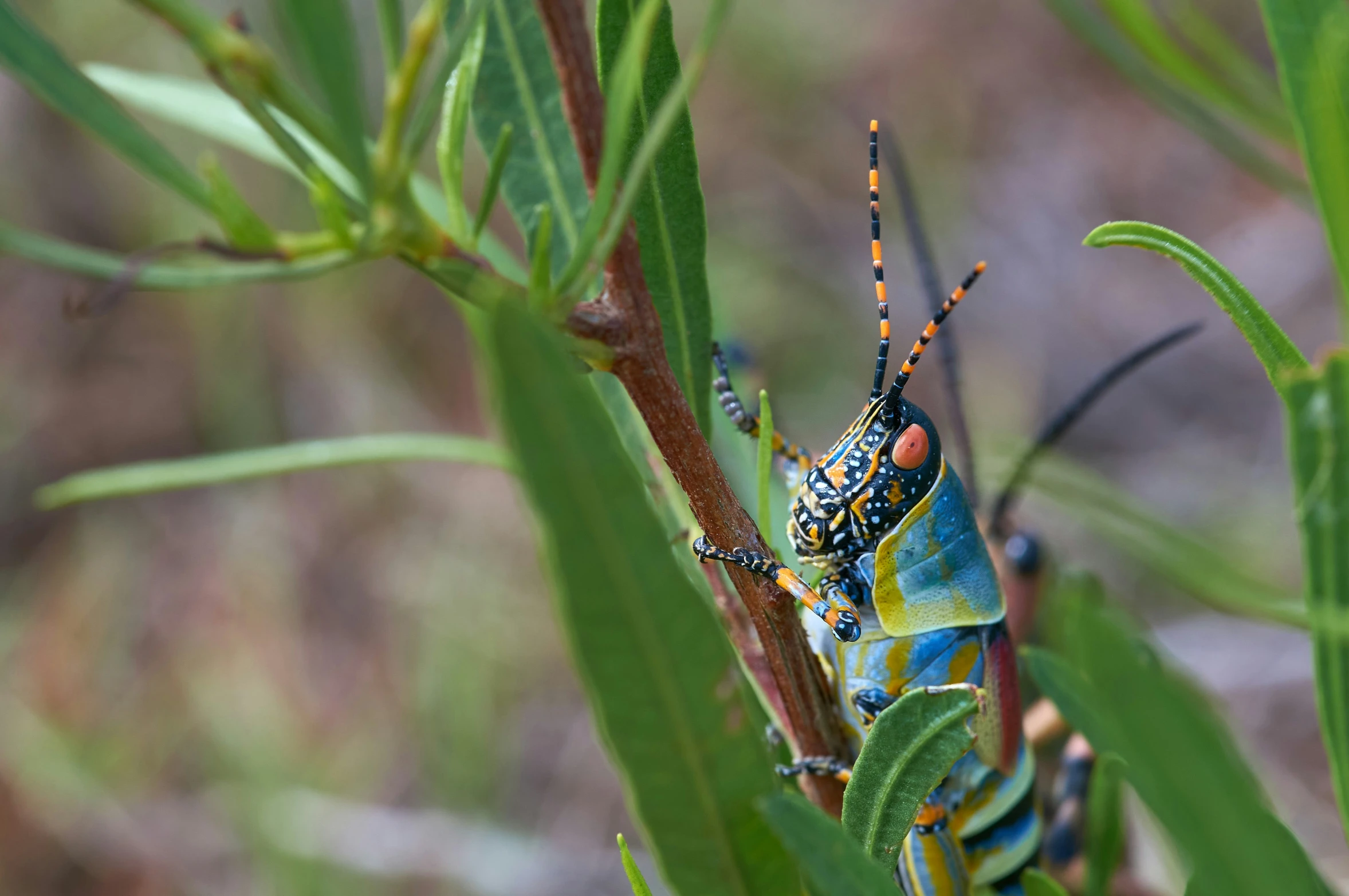 the colorful insect has orange spots on its body