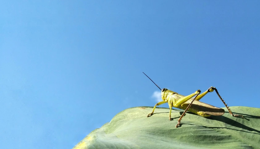 an insect sitting on a leaf of some sort