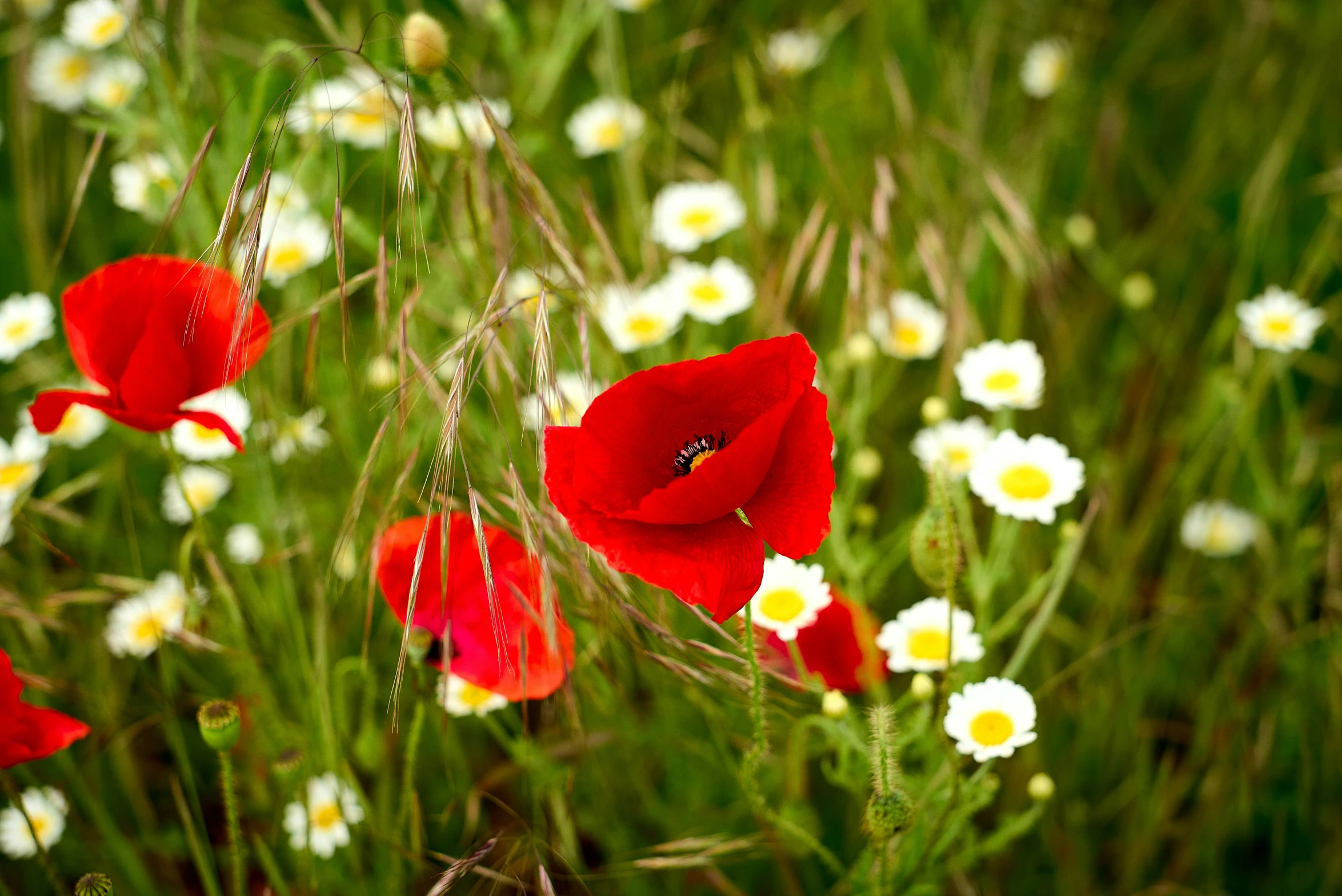 flowers that are growing in a field near one another