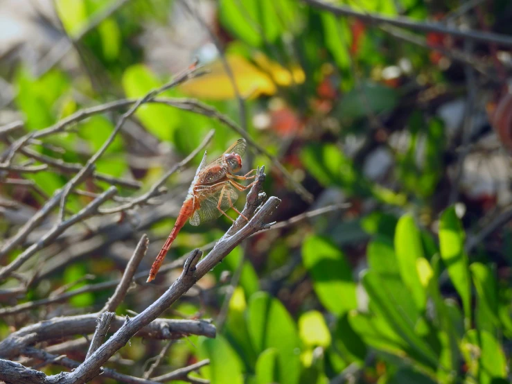 a large, red insect sits on a tree nch