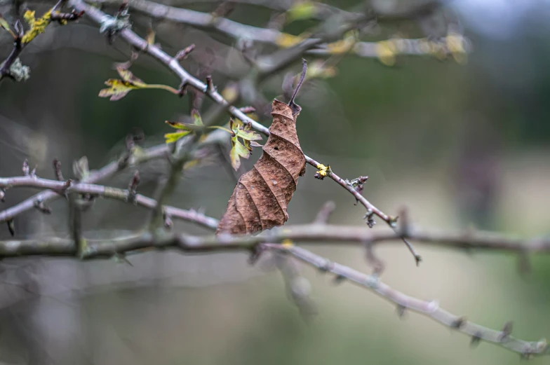 the leaves on the tree are brown and brown