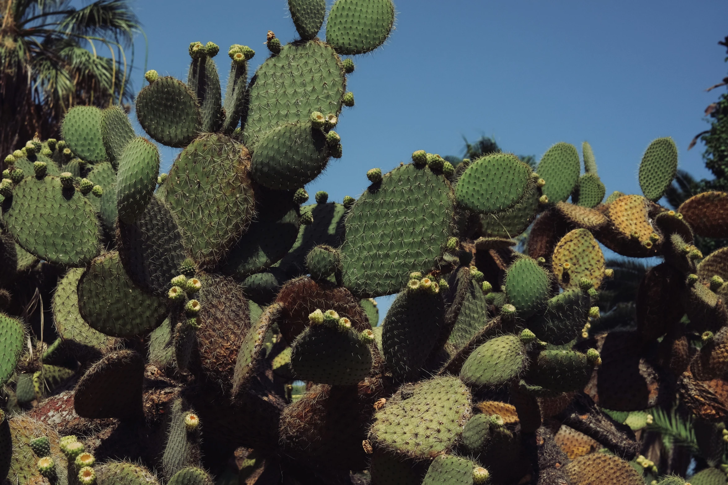 a big green cactus plant with lots of leaves