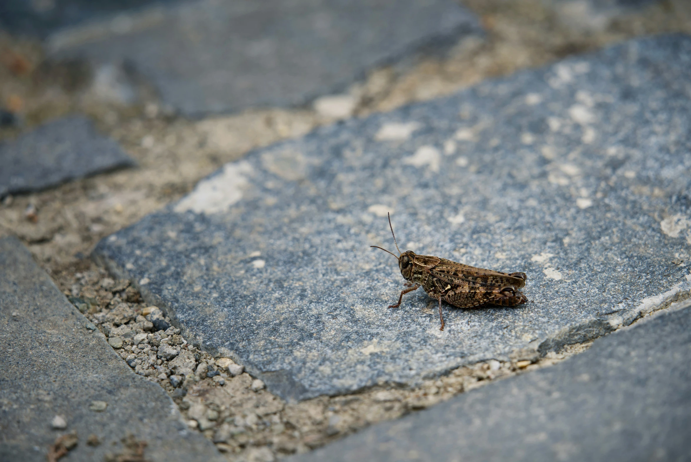 a small insect on the ground next to pavement