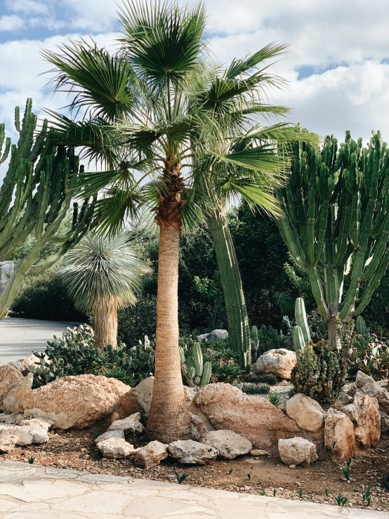 a palm tree stands among rocks and greenery