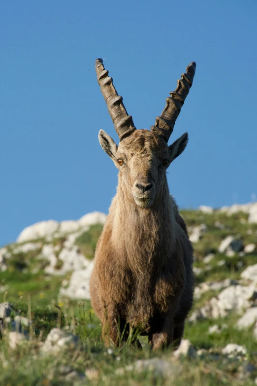 a mountain goat looks back on from the rocky top