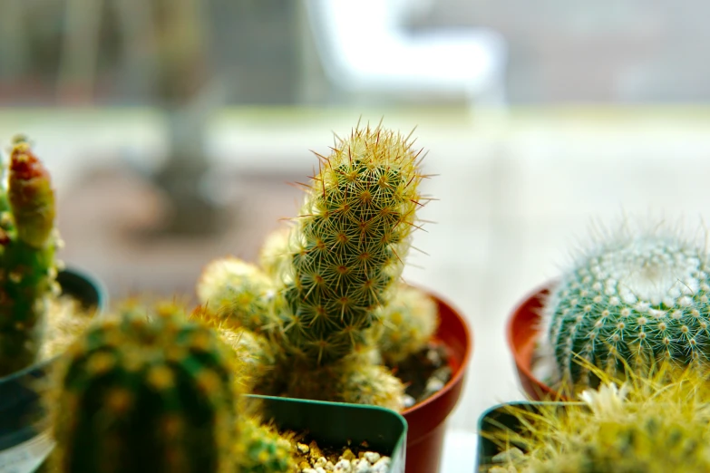 a small collection of cactuses are seen in this image