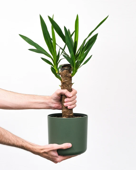 person holding a large green potted plant