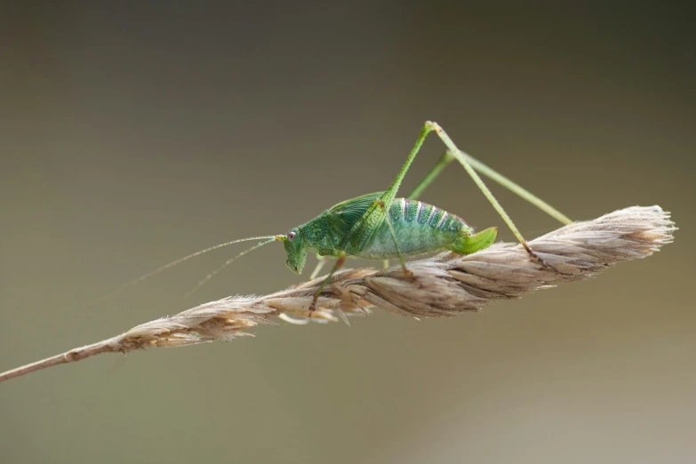 the green grasshopper is standing on a nch