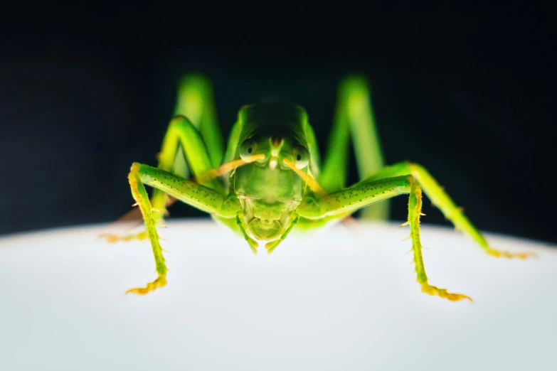 a close up s of a bug that is looking at the camera