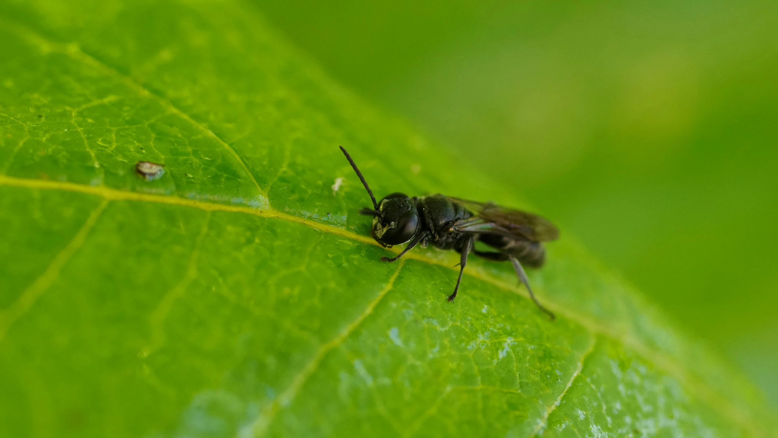 a small insect sitting on top of a green leaf