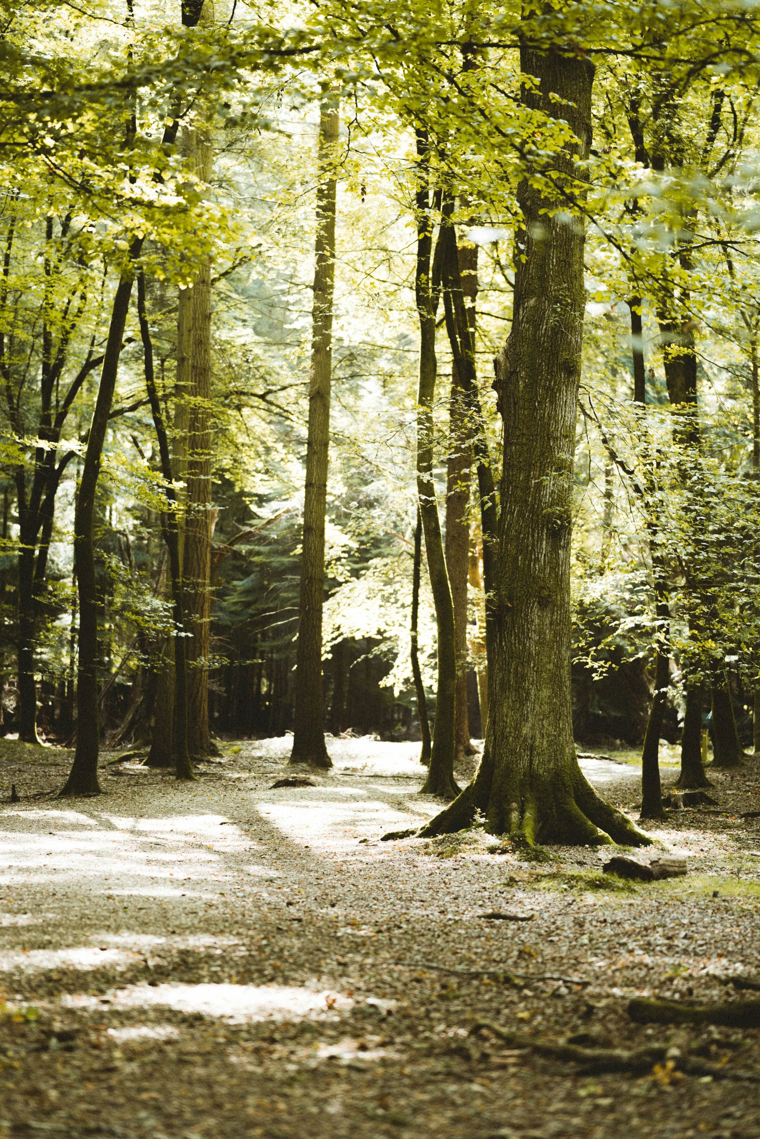 sunlight in the forest, creating a canopy