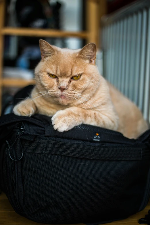 a yellow cat is sitting on top of a black suitcase