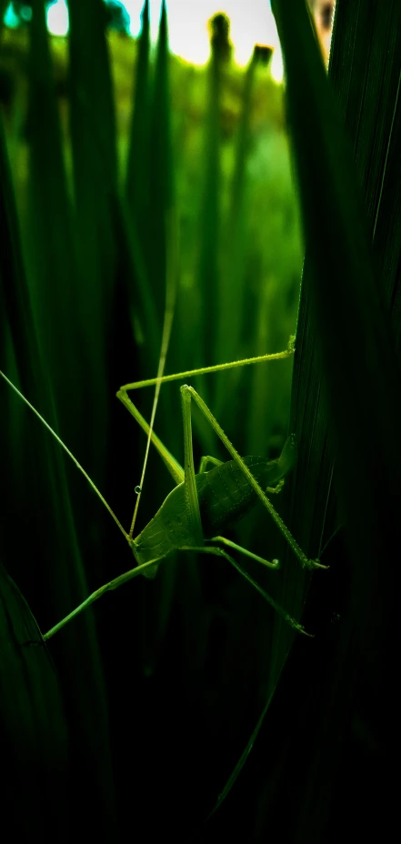 grass is shown with a blurry background