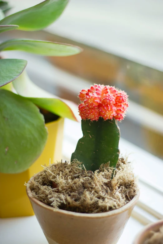 the plant is sitting on the window sill in the sun