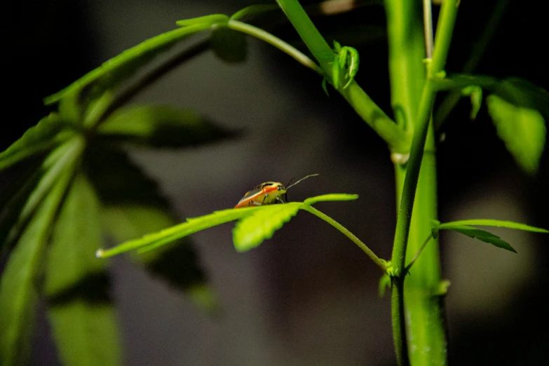 a little bug sitting on a green plant