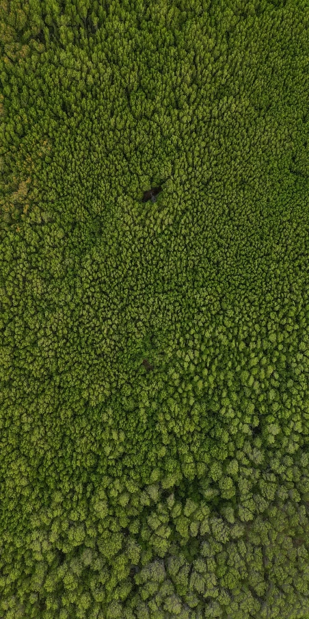 aerial view of trees and plants