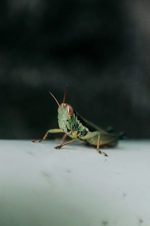 a close up of a bug on the floor