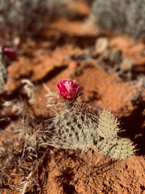the cactus is blooming through the brown sand