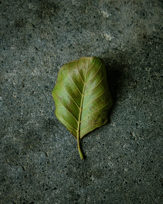 a leaf is laying on the concrete and some dirt