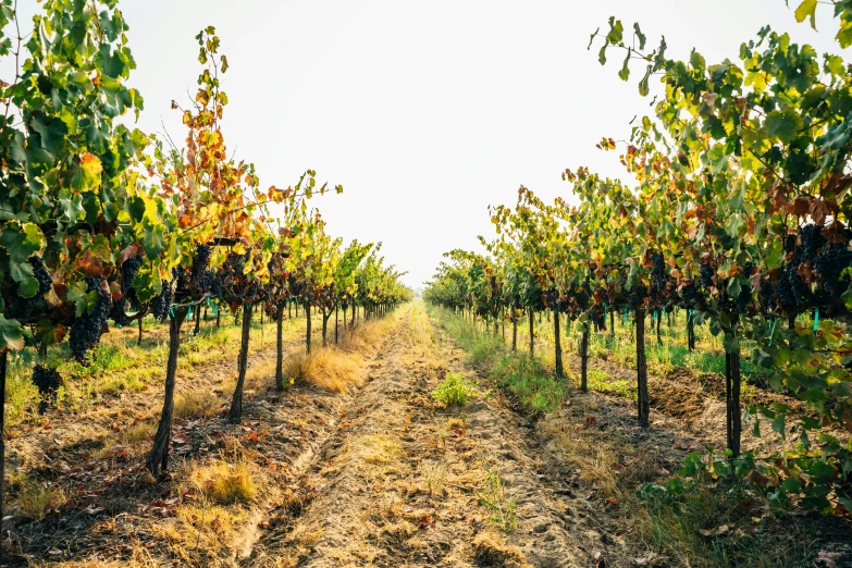 many gs plants growing on the vine stems in rows