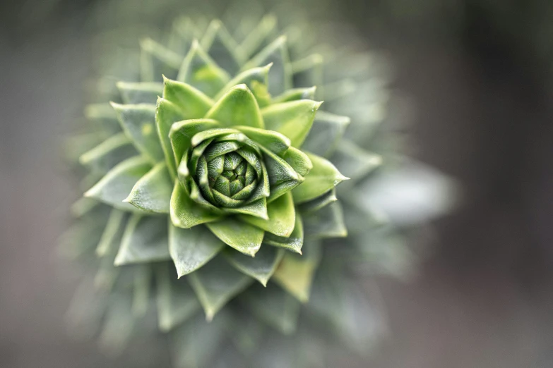 an image of a close up of a plant