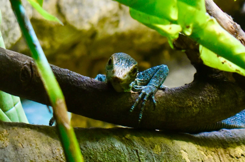 a small green and blue lizard is sitting on a nch