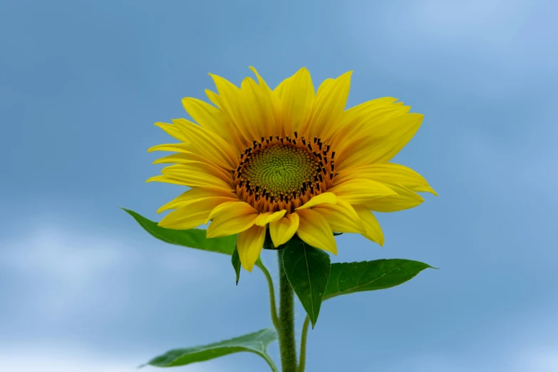 a yellow sunflower with green leaves in the sun