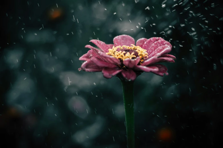 a pink flower with a yellow center in the rain