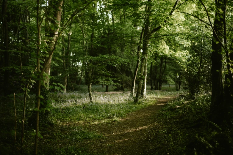 a dirt trail in the middle of the forest with tall green trees and lavender flowers on the sides