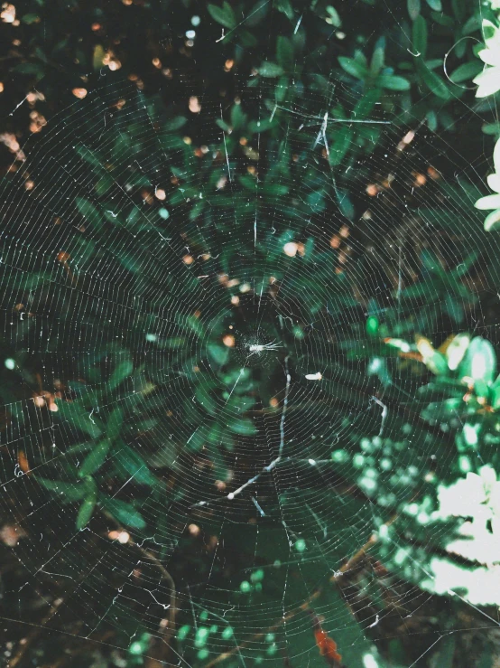 a large web hanging over a tree in the middle of day