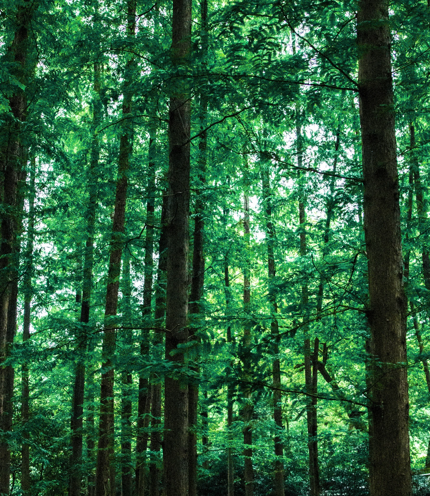 the large group of trees have very bright green leaves