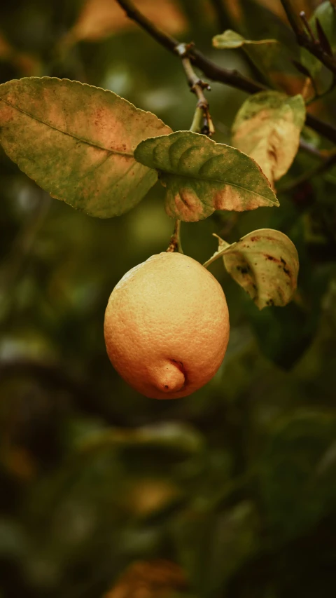 an orange is hanging from the tree with leaves