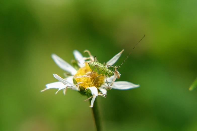 a tiny insect standing on the end of a flower