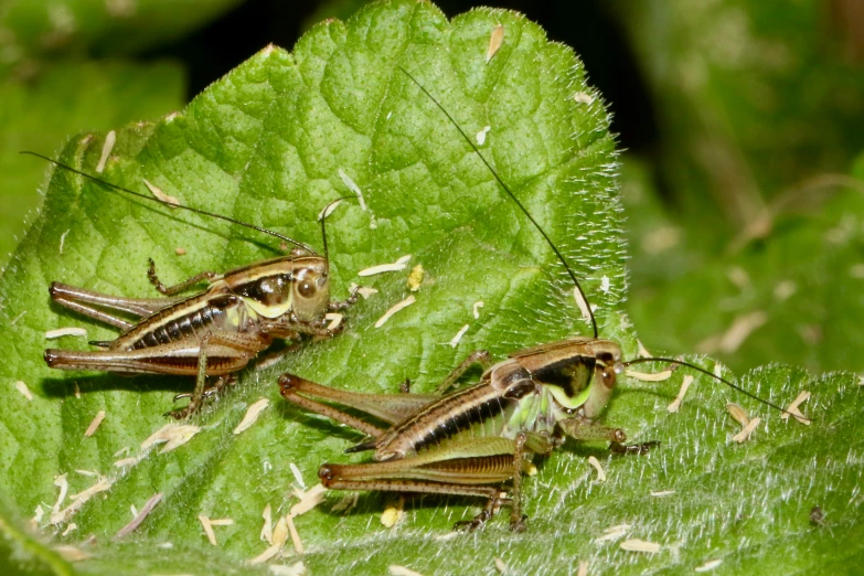 two grasshoppers sit on a green leaf with white dots