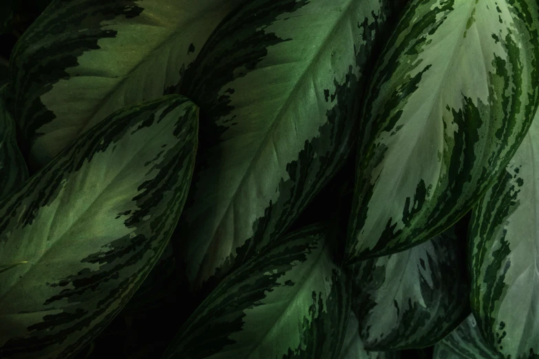 this is a close up picture of a closeup of several large leaves