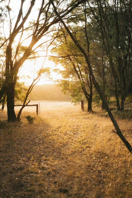 a view of some trees in the distance