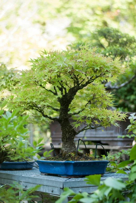 a bonsai tree with several nches in blue pots sitting on some pallet