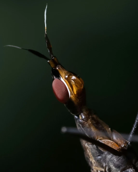 a close up of a bug's body with its head covered by a red eye