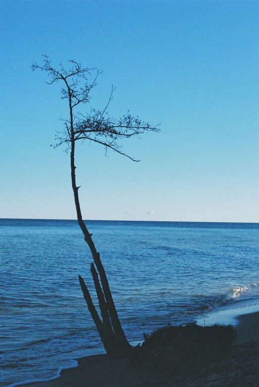 a lone tree on the shore of an ocean