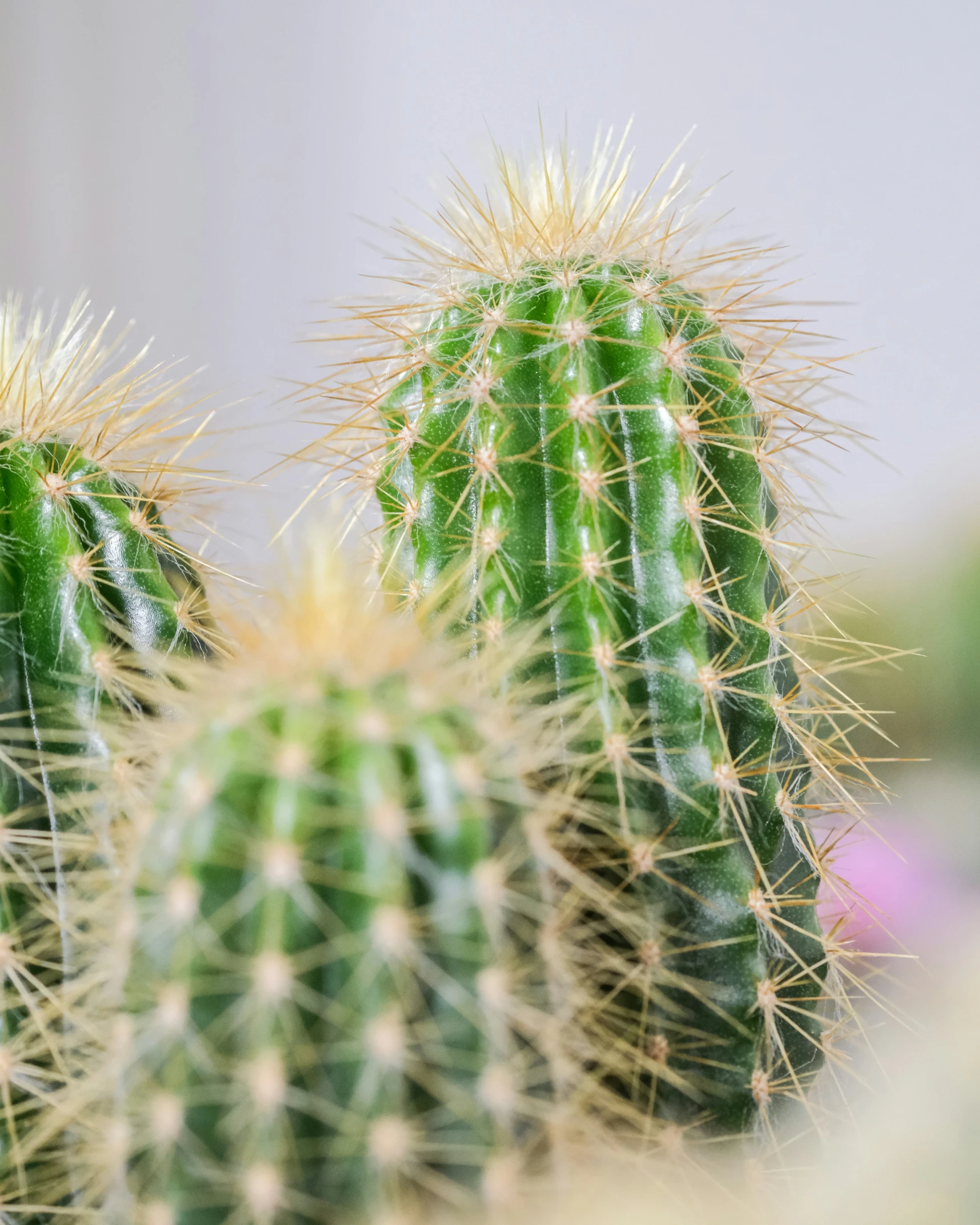 the top part of a cactus plant with bright green leaves