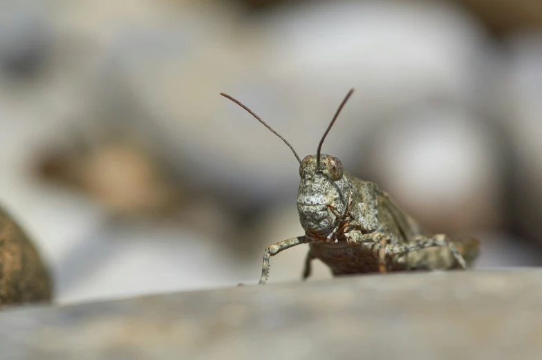 a close - up of a grasshopper on the ground