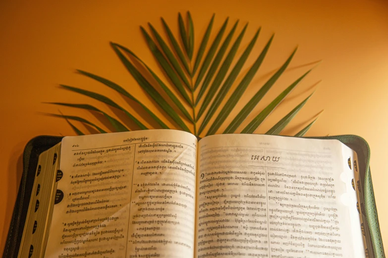 an open book sitting on top of a shelf under a green plant