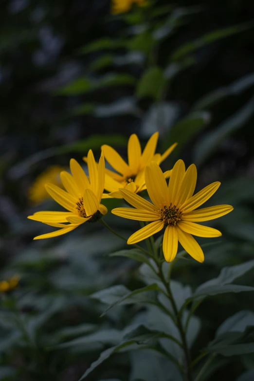 a close up of flowers near green leaves