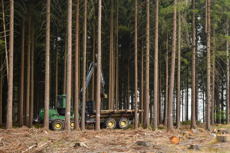 a forest with pine trees and a green machine on it