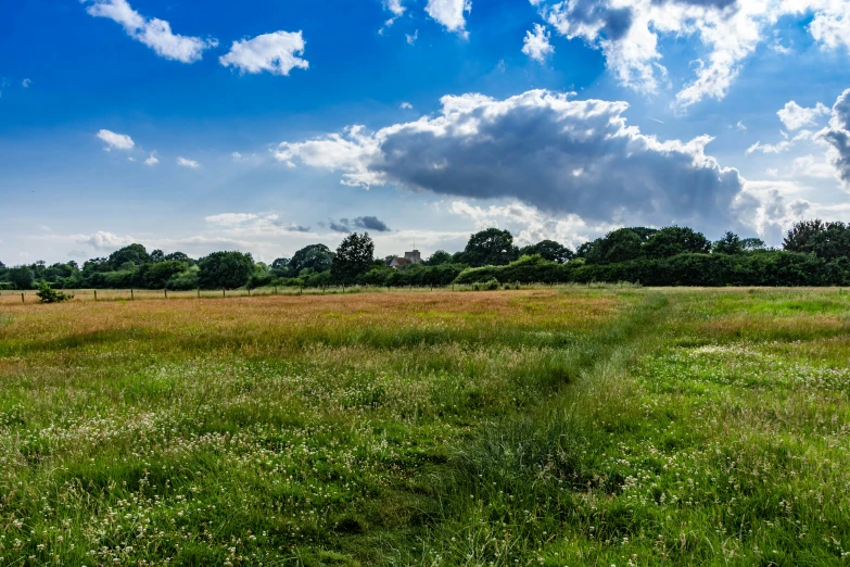 a grassy field with trees and blue sky in the background