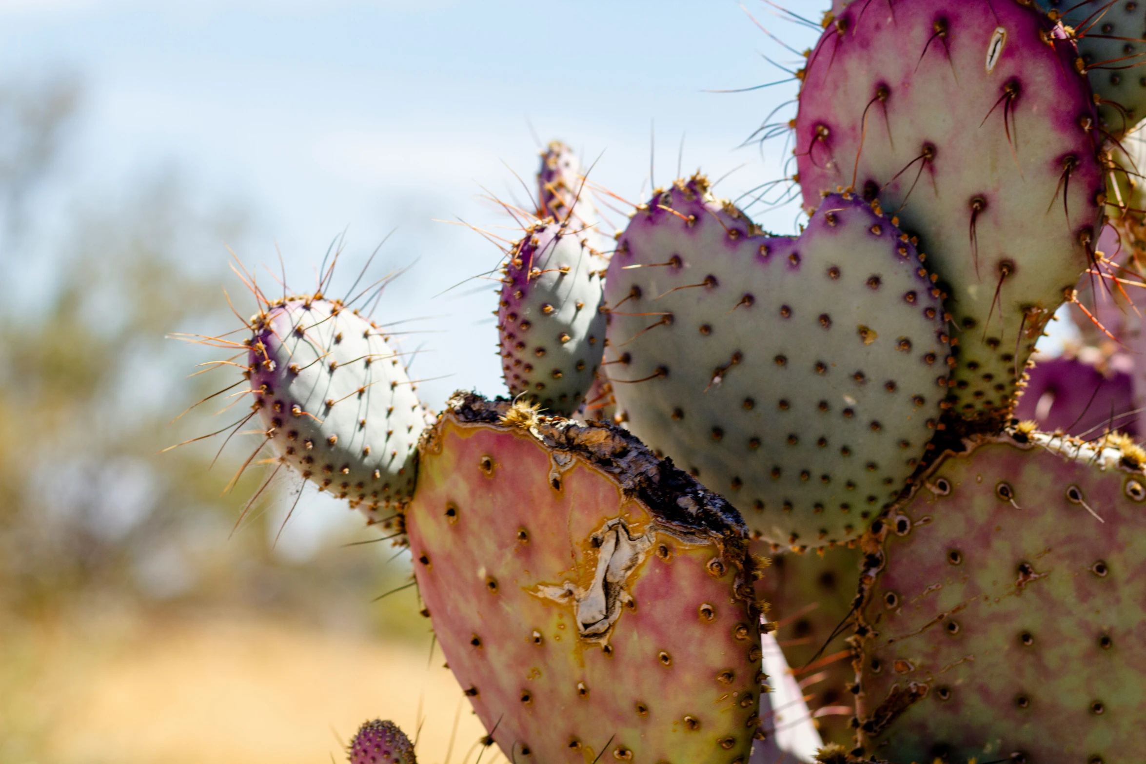 many cactus like plants with prickes growing on them