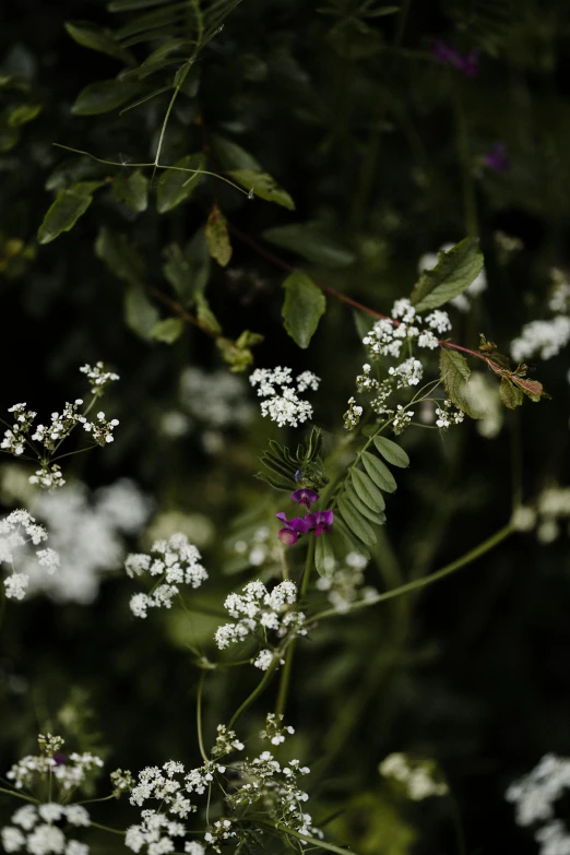 a plant that has white flowers in it