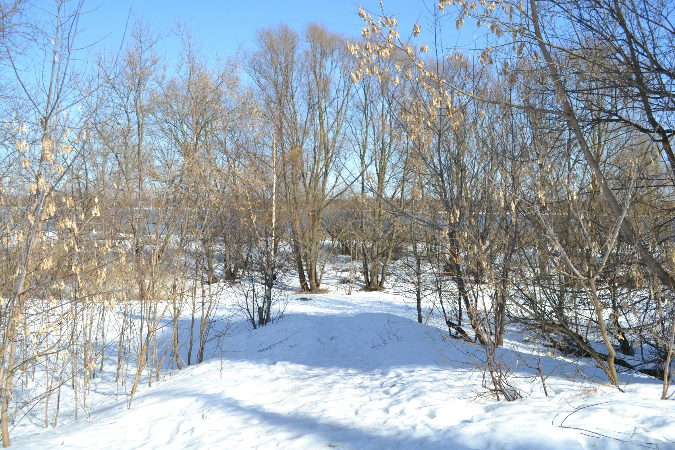 a tree line in the middle of the forest covered with snow